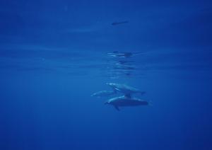 東京のビジネスと観光に最適!東横INN溜池山王駅官邸南の魅力と詳細情報